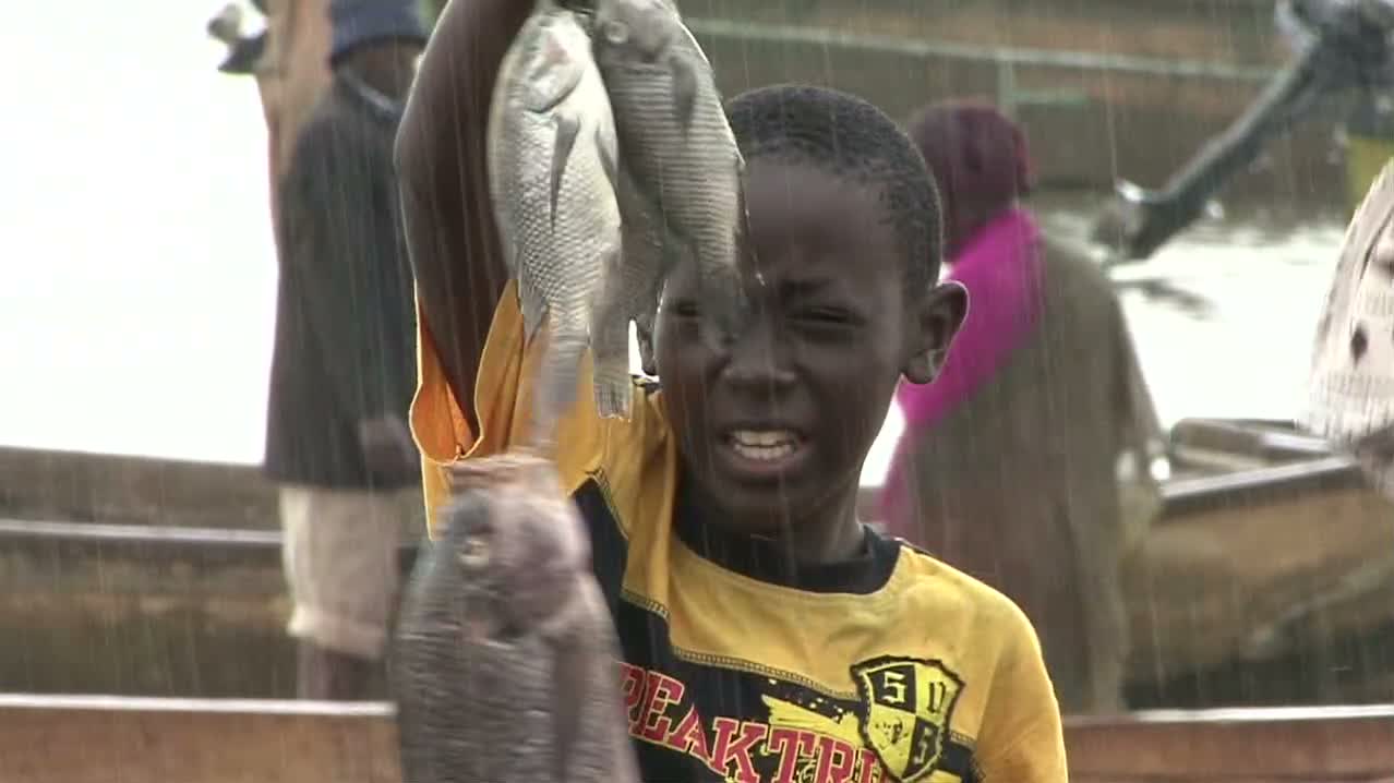 Zebu and the Photo Fish