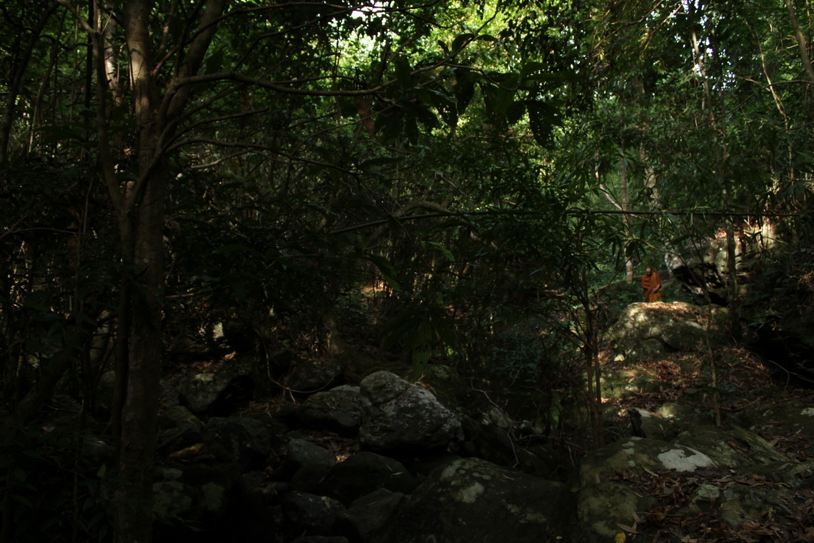 A Moment in a Rain Forest