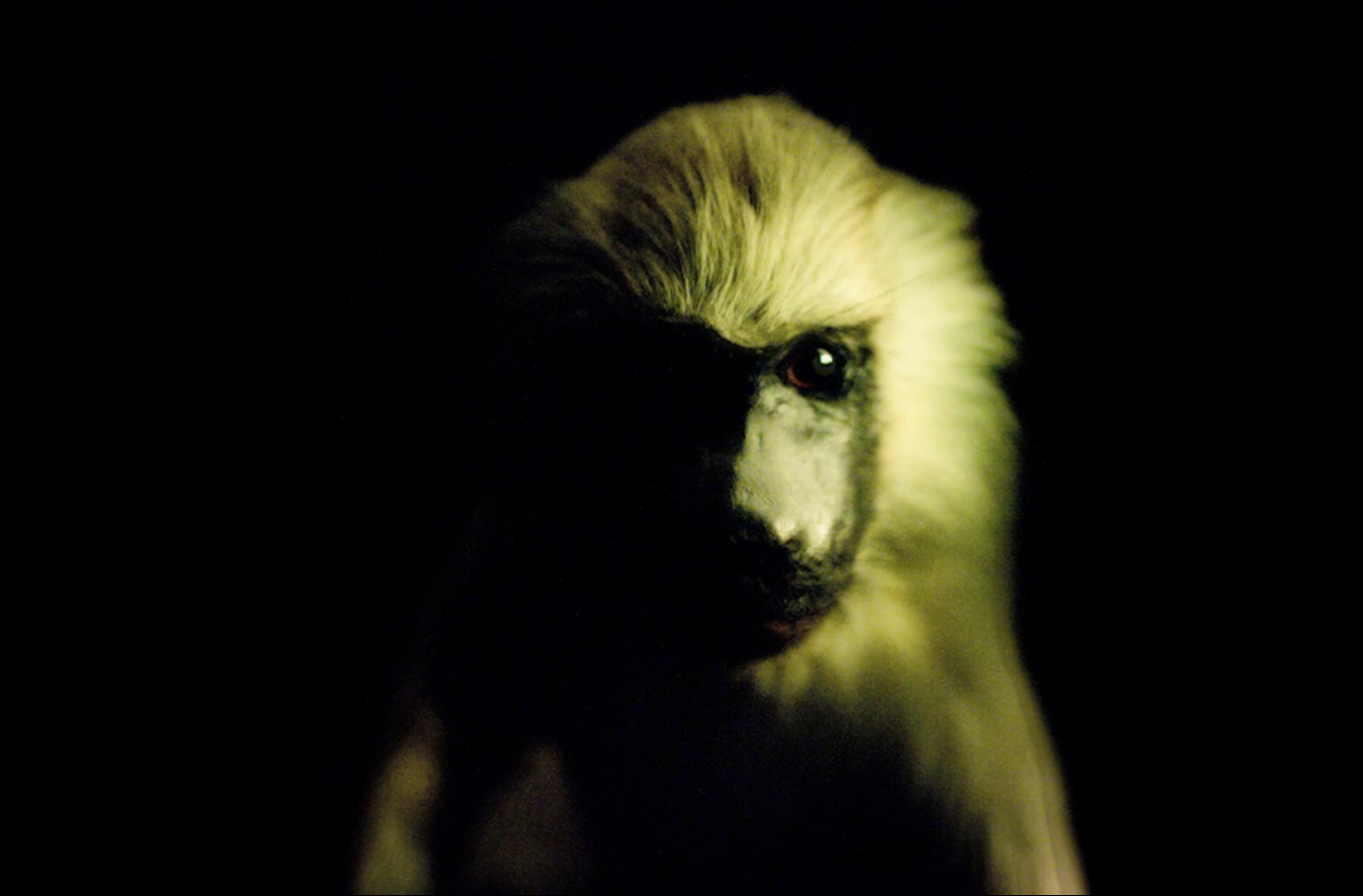 Tristesse de l'éléphant