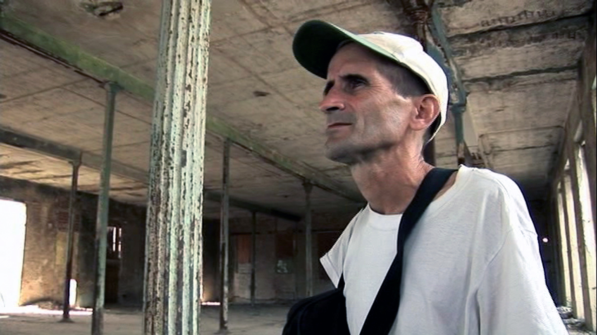 Cisne cuello negro, cuello blanco