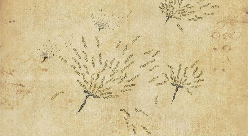 Treacherous of Hearts