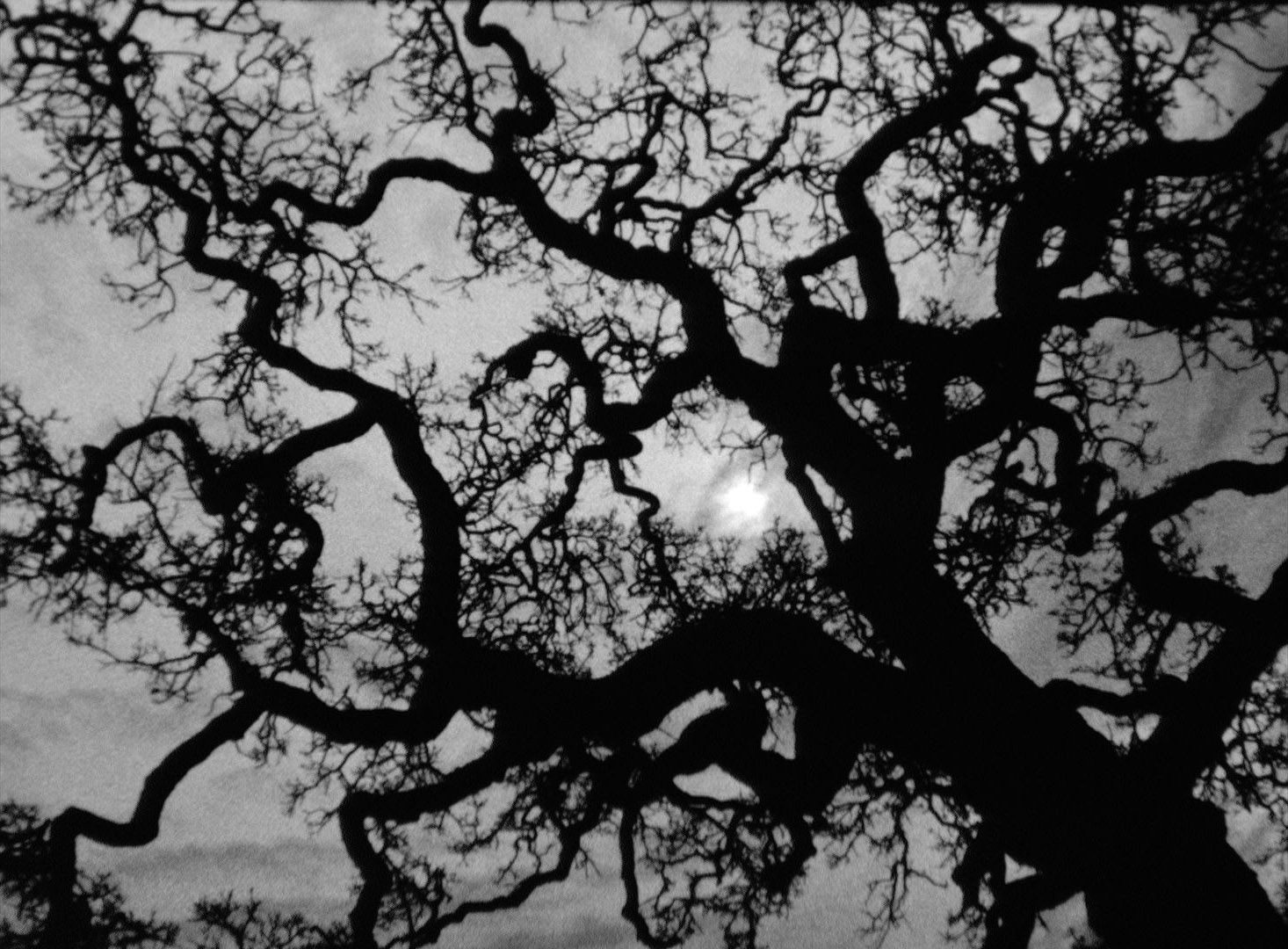 Crooked Beauty