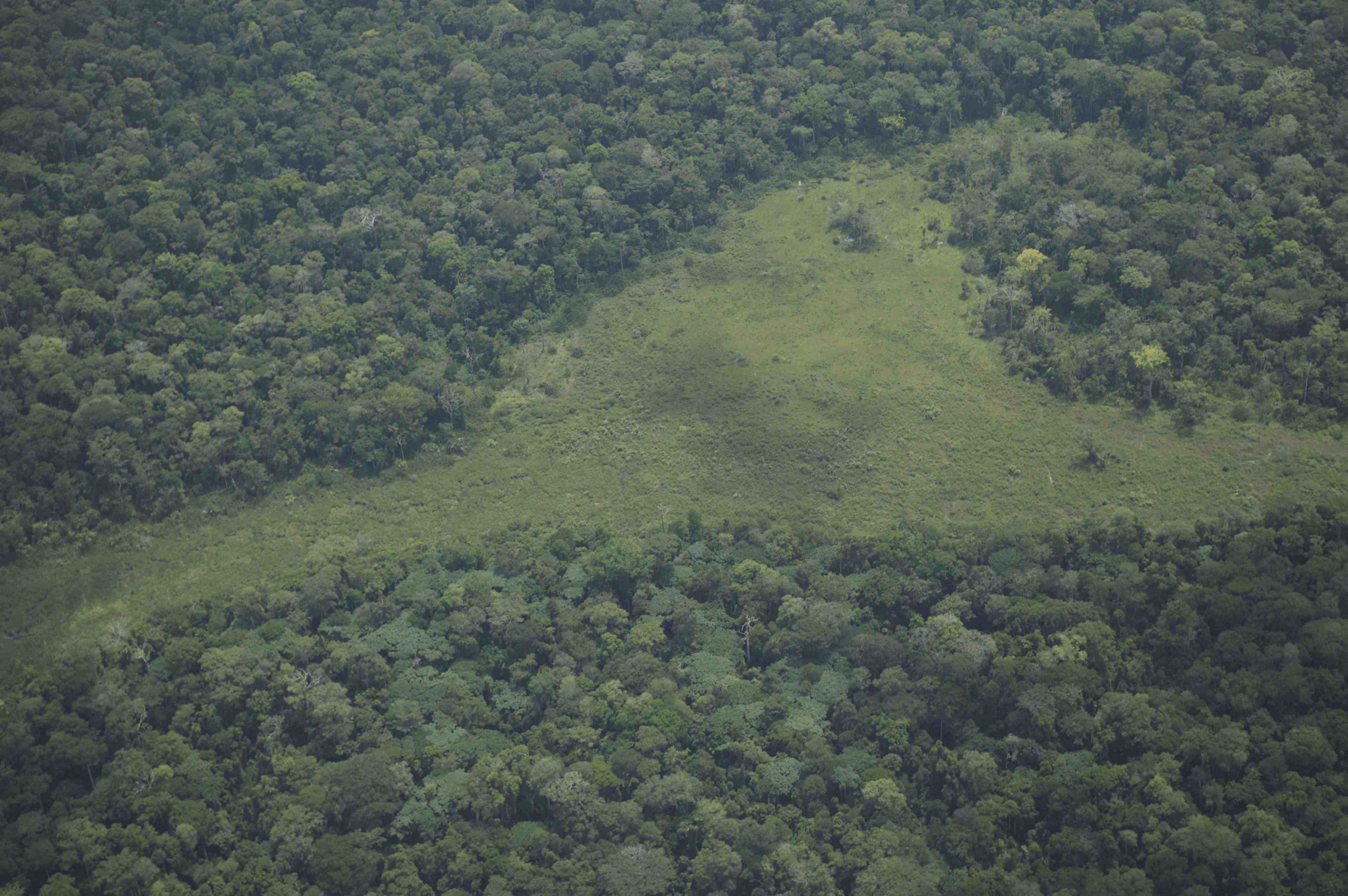 Forêt