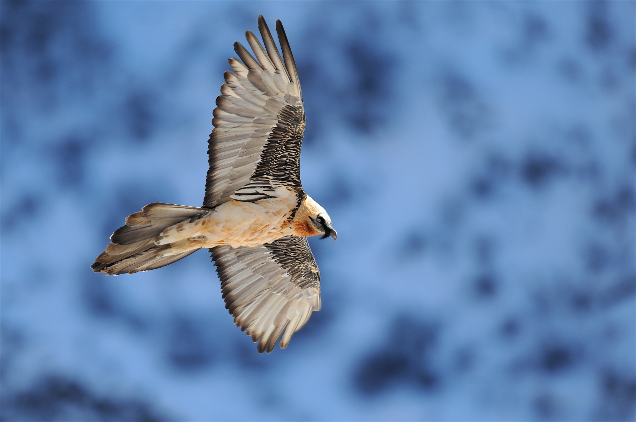 Des Gypaètes et des Hommes