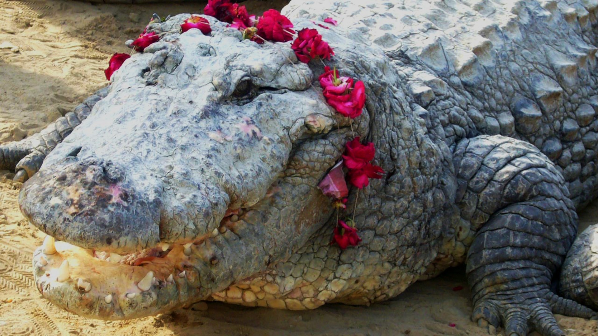 Mor Sahib - Das heilige Krokodil