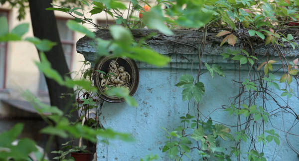 Matthiola pahnet duhami