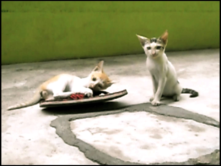 2 Kittens and a Red spotted Black slipper