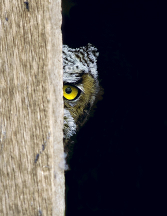 Eyes in the Forest: The Portraiture of Jim Lawrence