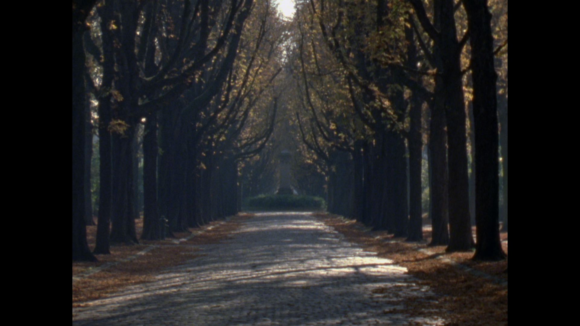 Nous sommes revenus dans l'Allée des Marronniers