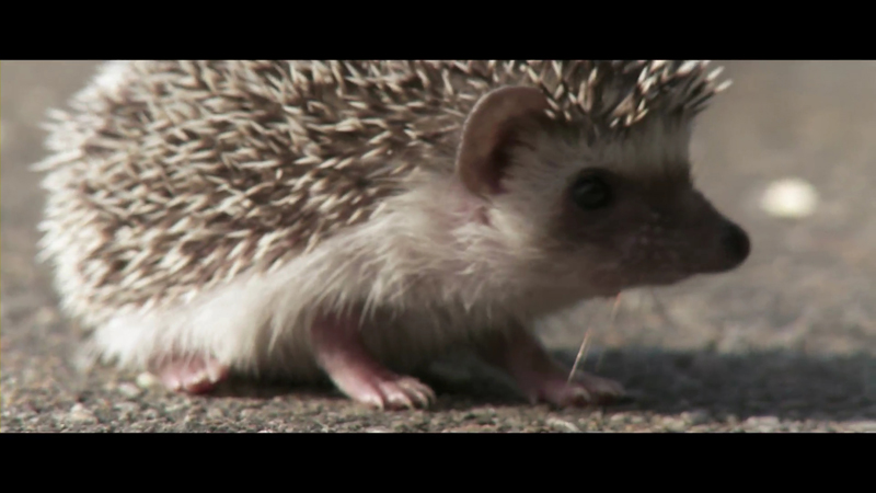 Gosum the hedgehog