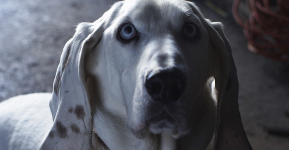 Dear Dog, I Love You
