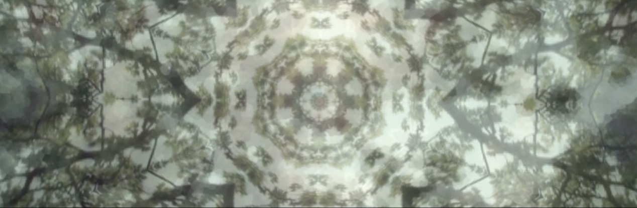 ...and the Forest Began to Sing