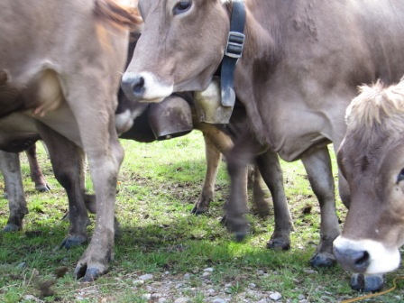 Wenn die Kühe Glocken tragen