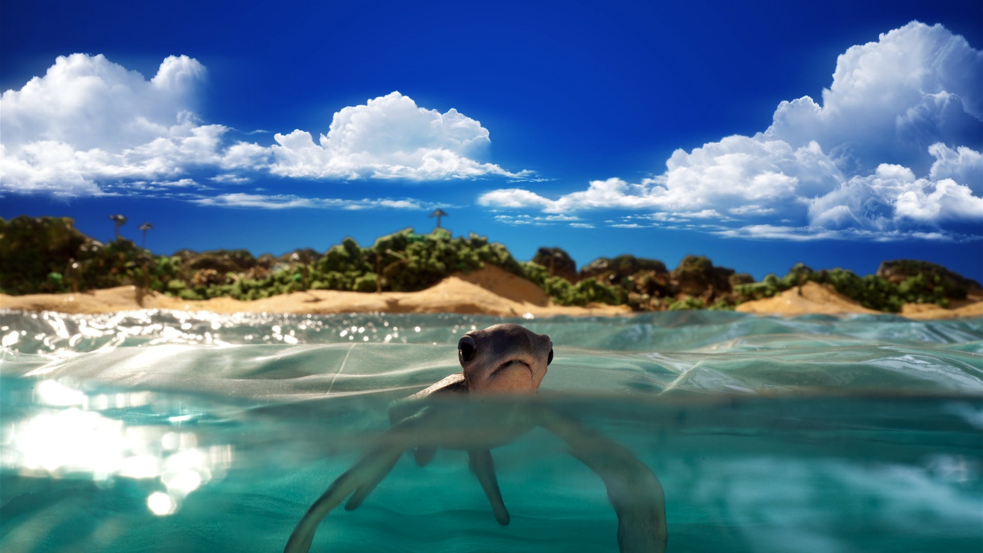 Une histoire de tortues