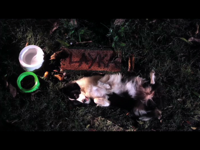 Vida Plural de Layka