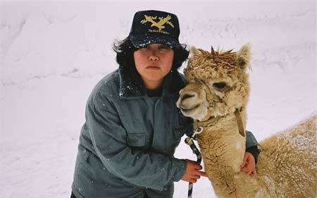 Winter Alpaca