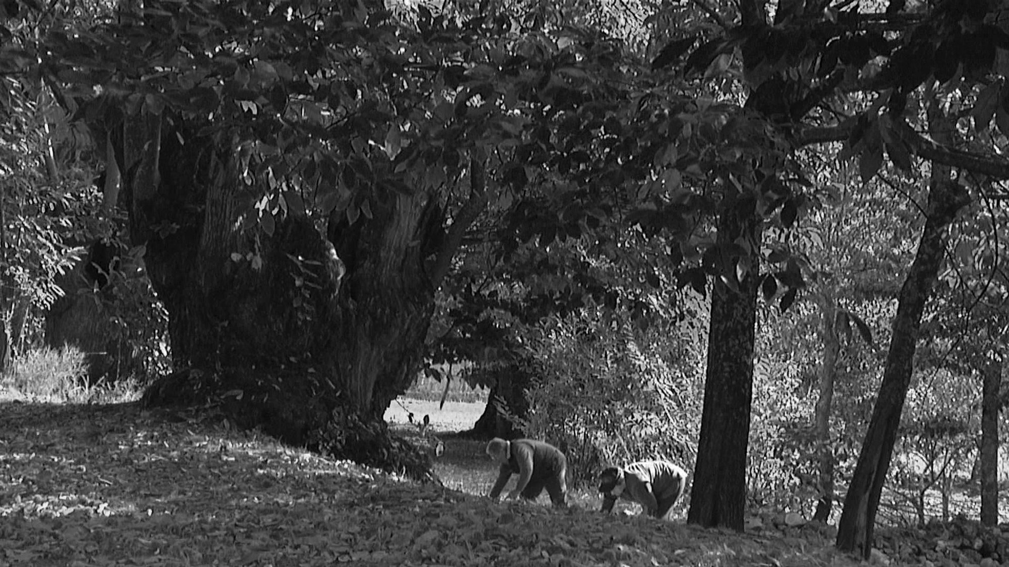 Ancestral Delicatessen