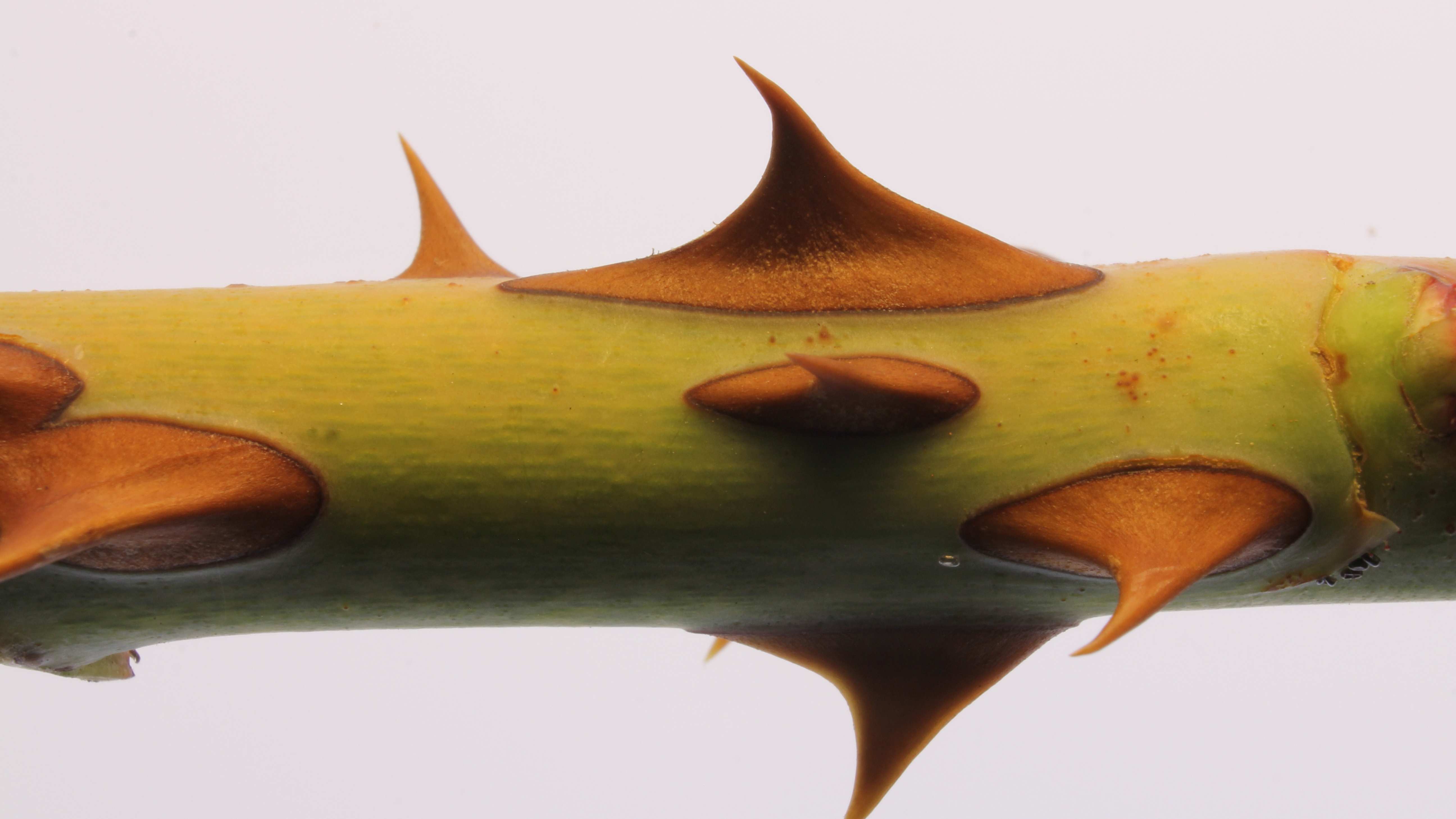 Äkkiä viime kesänä