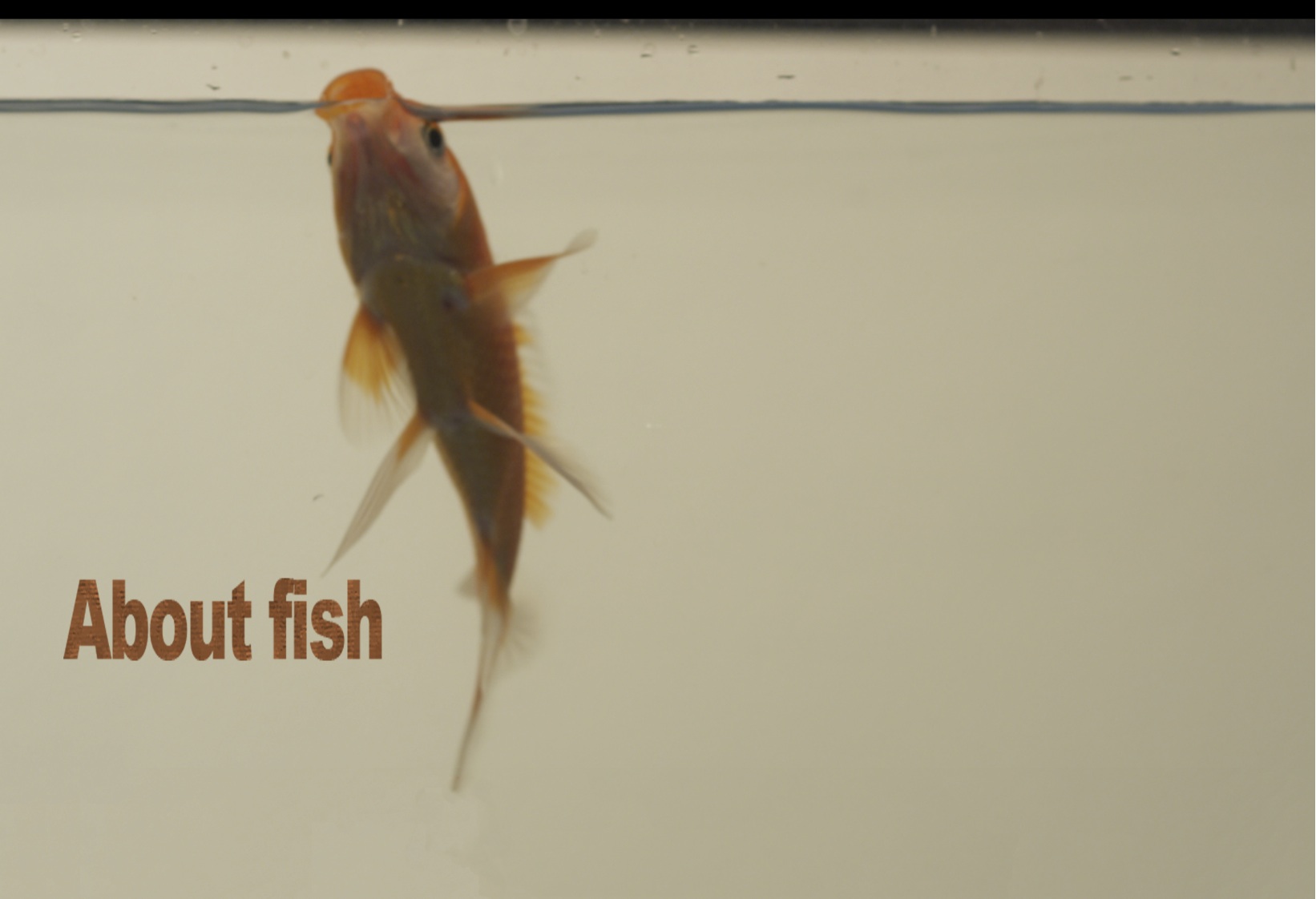 About fish