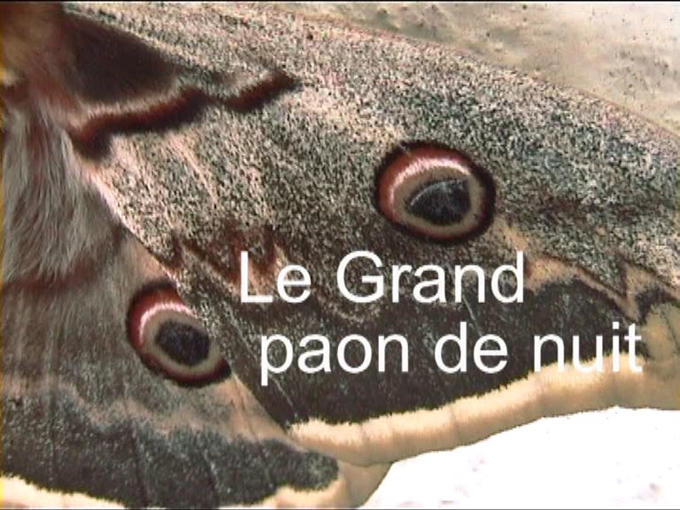 Grand paon de nuit