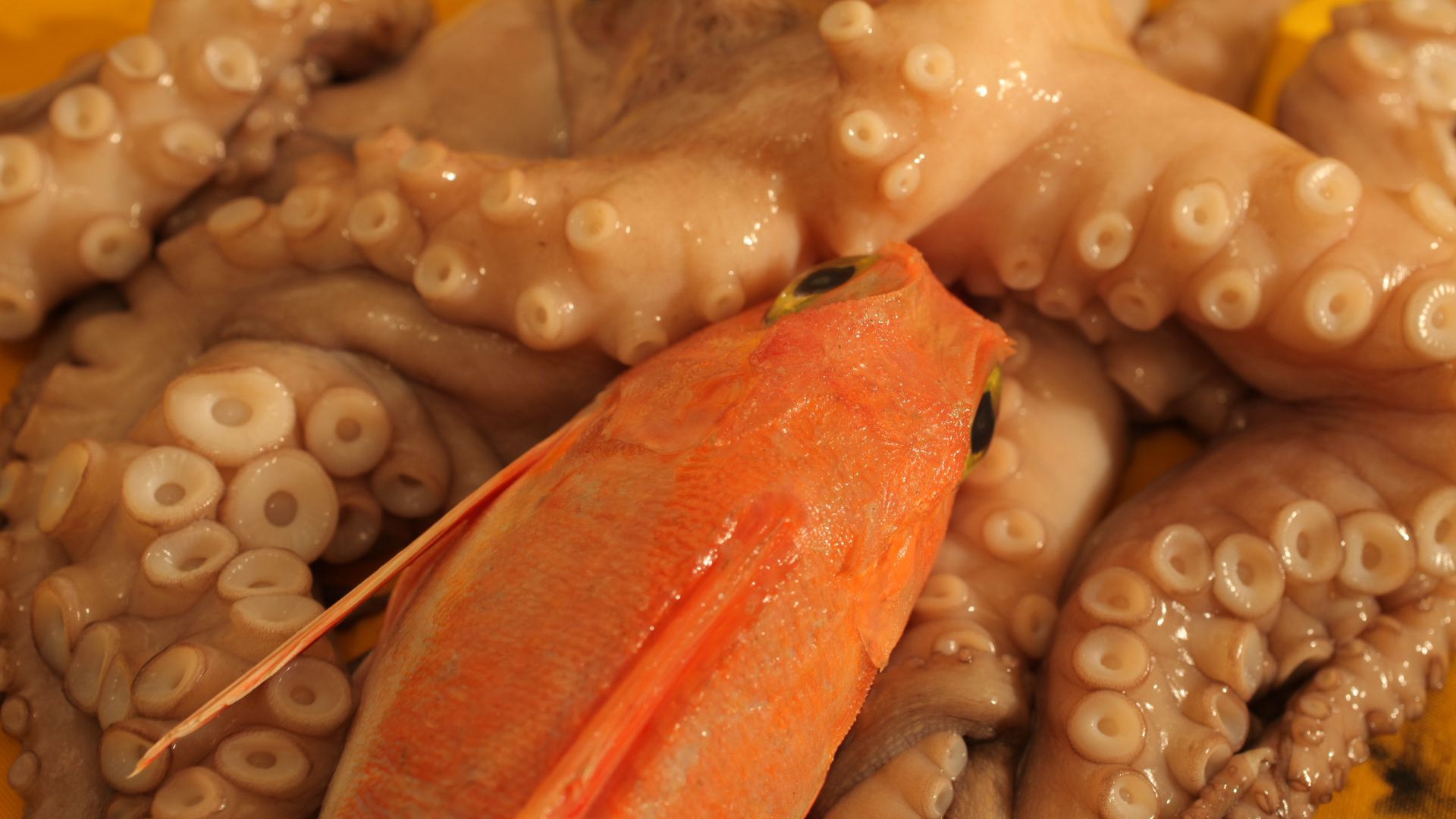 Octopussy Love Affair