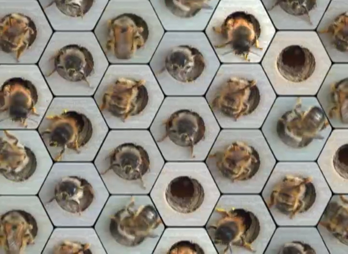 Bee