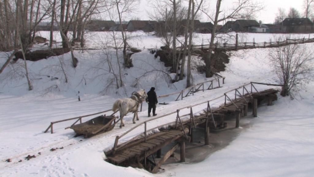 Look through the needles of coniferous trees...