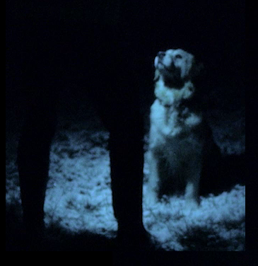 Chiens