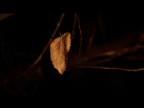 Leaf and the Wind
