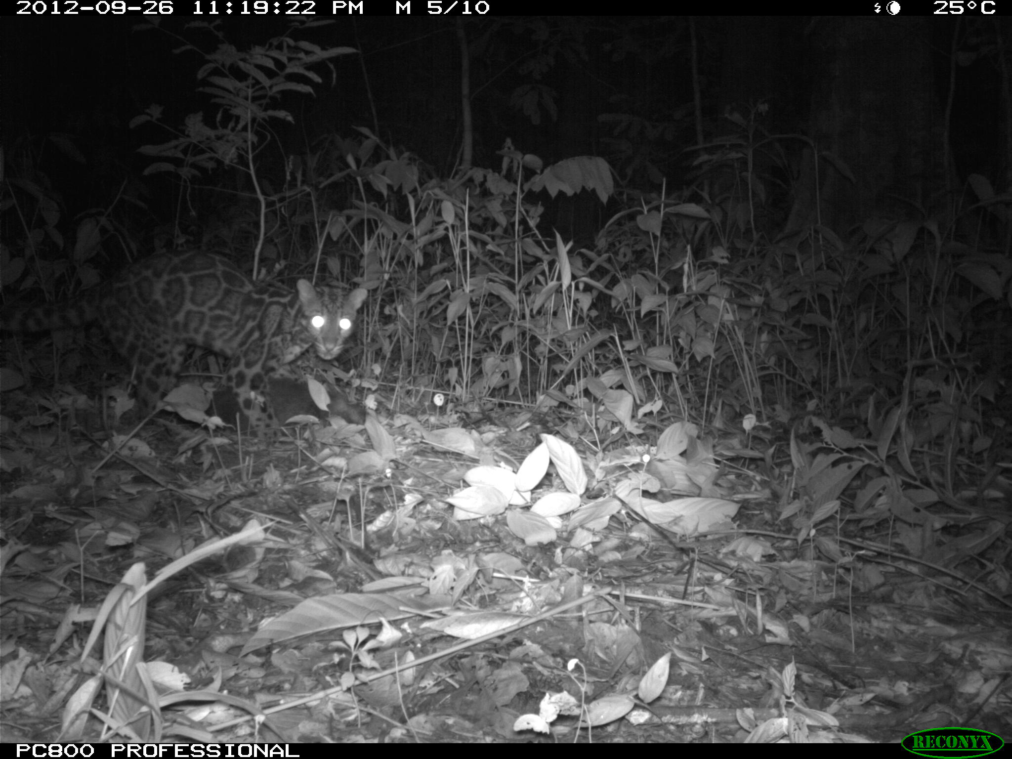 Clouded Leopard Kill