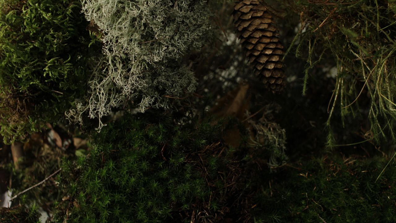 Santra ja puhuvat puut