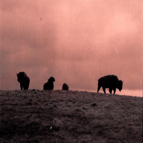 Buffalo Dreams