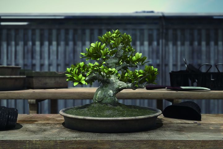 Bonsai