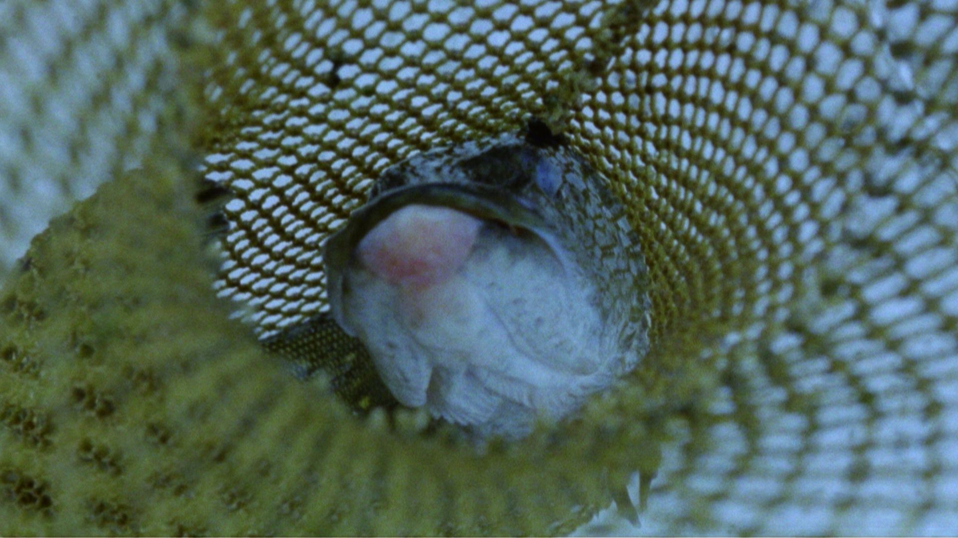 Dead Fish from Berlin