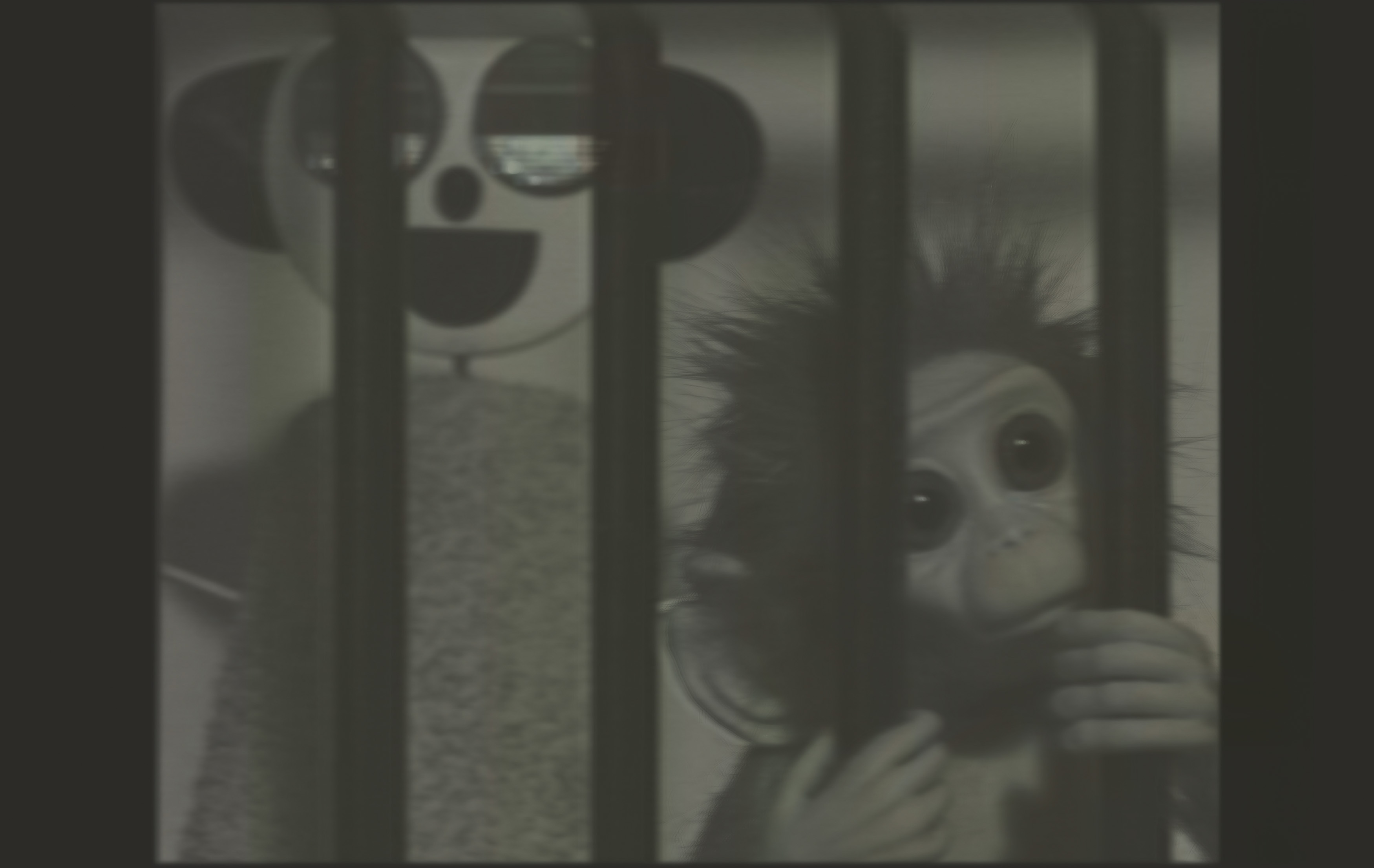 Monkey Love Experiments