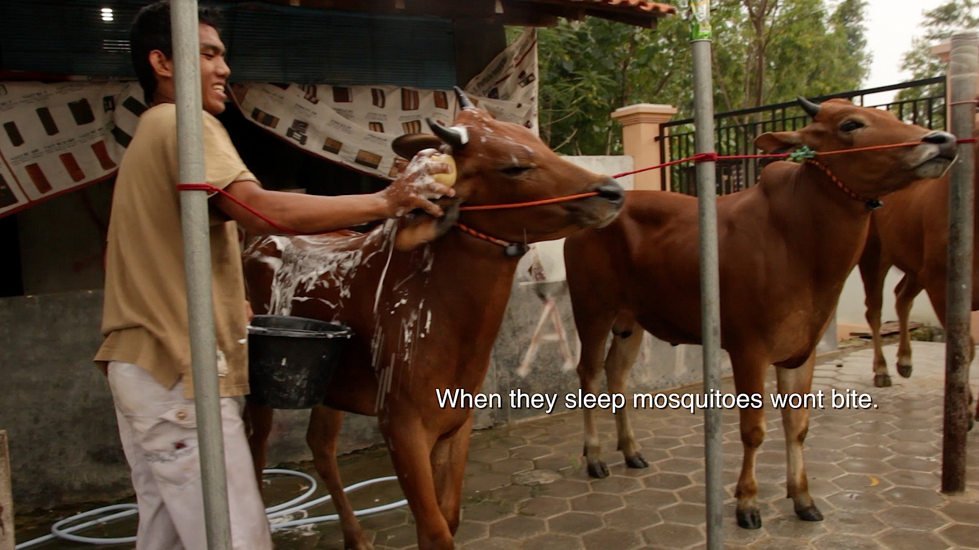 Mosquitoes Wont Bite