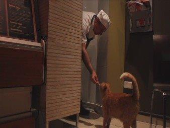 Cat Of Bayswater Road