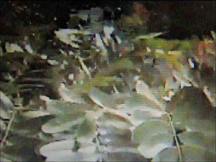 Com purpurina nos olhos