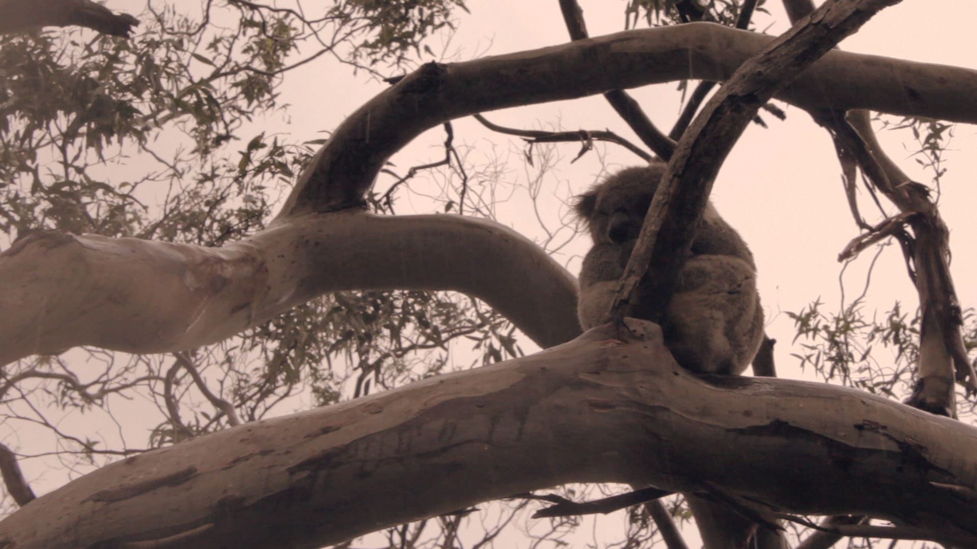 Kowloon Koala Conspiracists