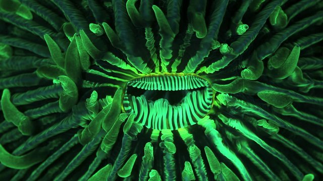 Coral Reef Are Dreaming Again