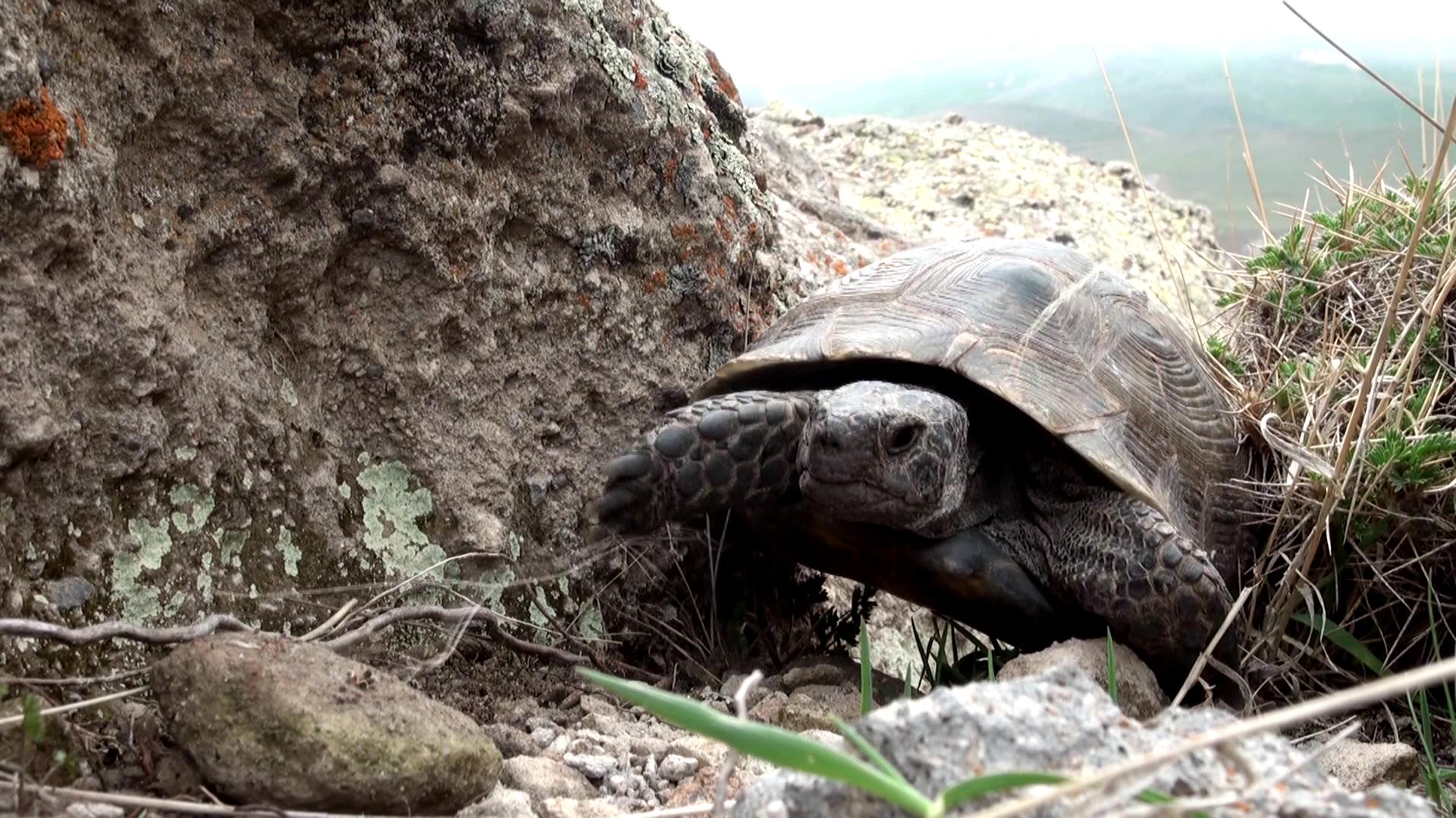 Memories of a turtle