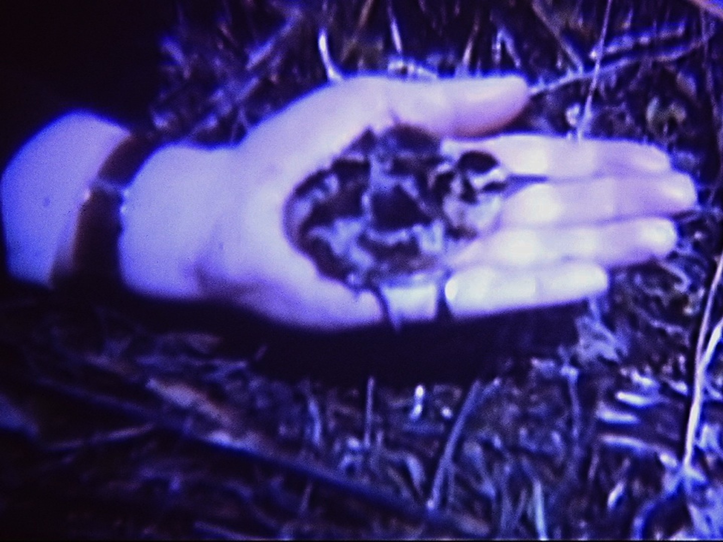 Presente é um animal que habita o meu estômago