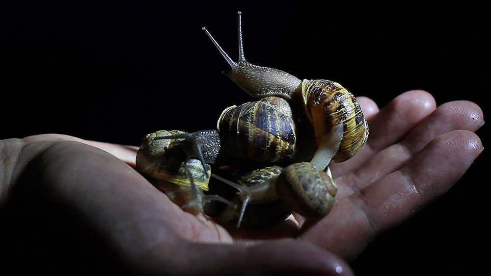 Caracoles y Diamantes