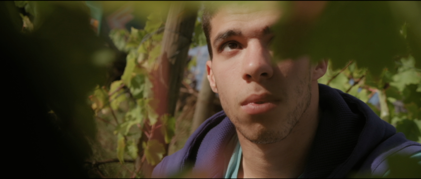 Quand les branches se querellent , les racines s'embrassent