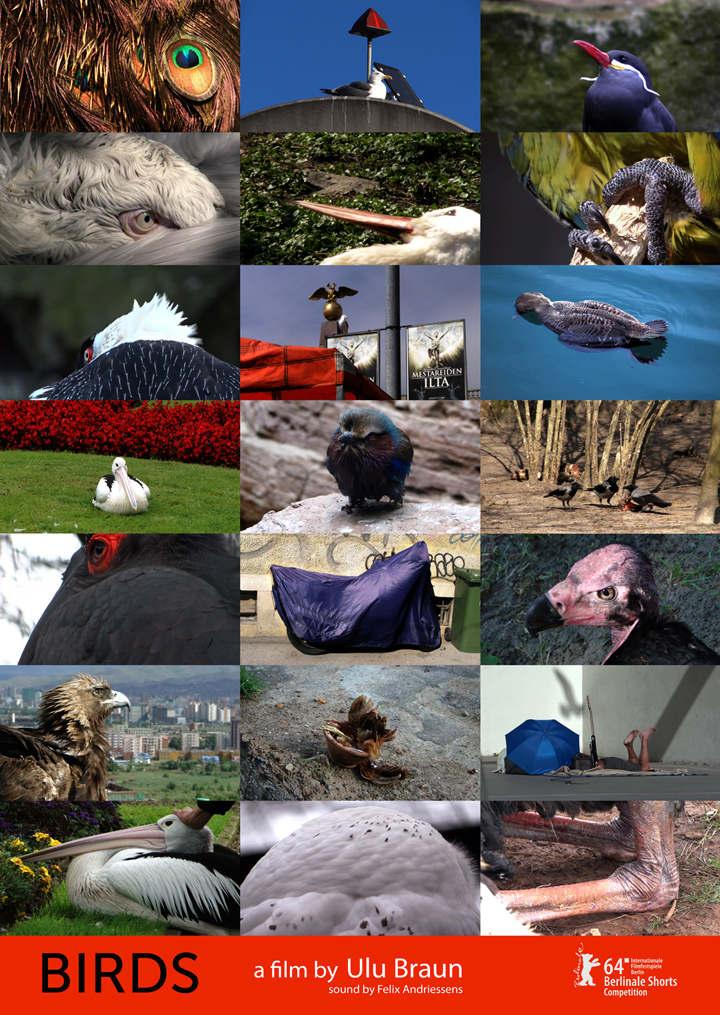Birds