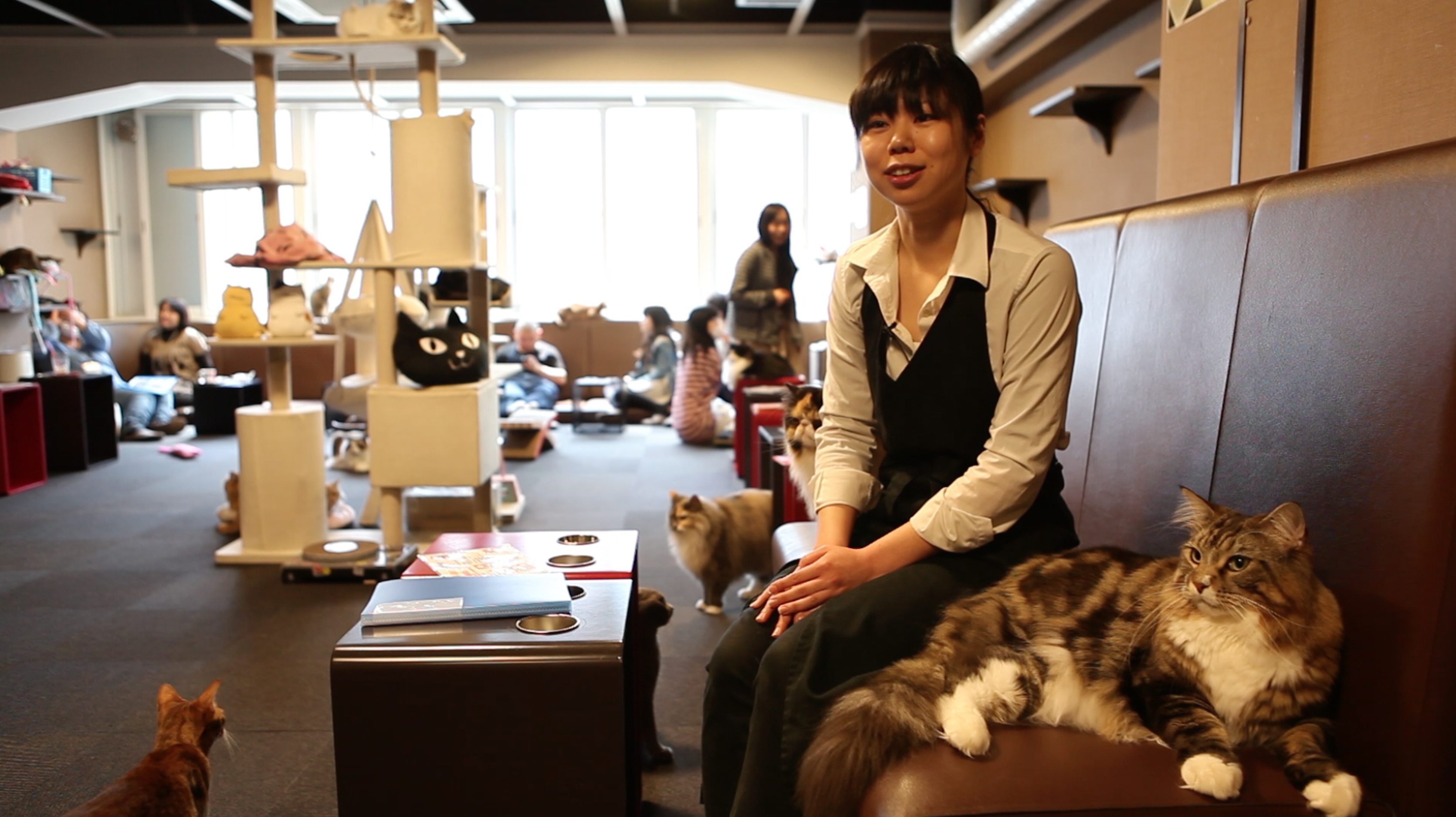 Cat Cafe