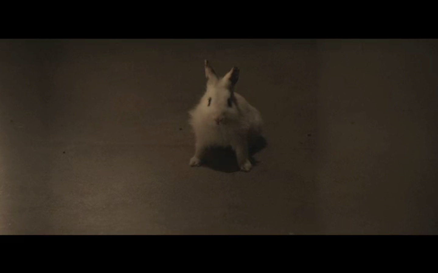 Rabbit
