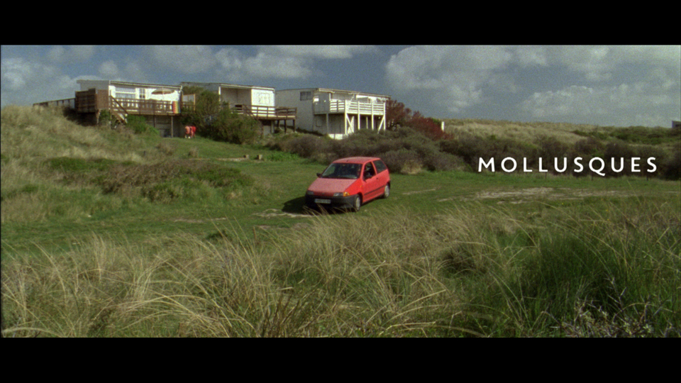 Mollusques