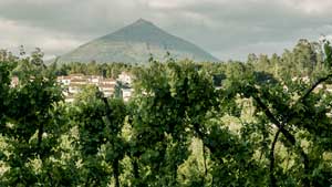 Fortunato - D'aqui Até Sao Torcato