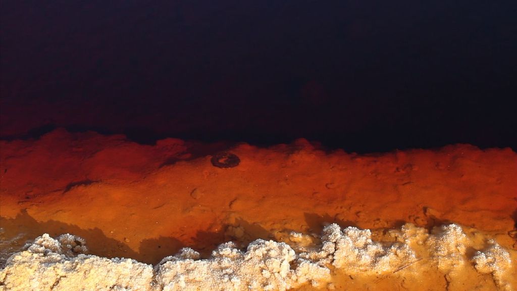 Figuras Gravadas Na Faca Com A Seiva Das Bananeiras